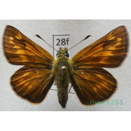 Ochlodes sylvanus (Esper, 1777) Czech28f